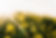 Close_up_of_canola_plant_flowering_in_sunlight.jpg