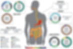 microbiote et bactéries du système digestif