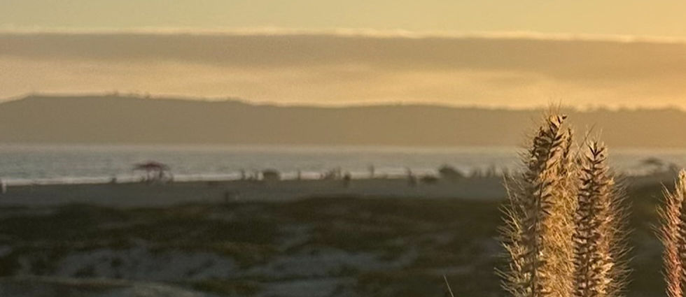 Beach scene with grasses