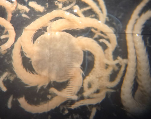 Brittle stars under a microscope