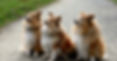 three-shelties.jpg