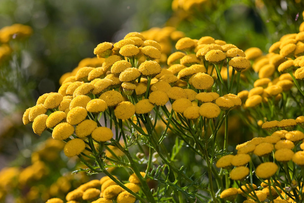 Bright yellow tansy flowers clustered on green stems in a sunlit garden, creating a vibrant and cheerful scene.