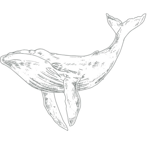 Line-art illustration of a whale used as a decorative background graphic.