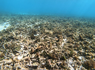 SamoaResearch_deadCorals_TavailauSegi_edited_edited_edited.png