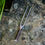 Thumbnail: 141hz Healing Fork
