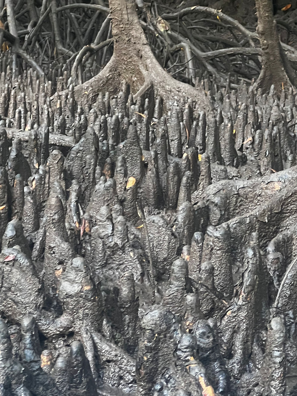 Mangrove Forest in Thailand