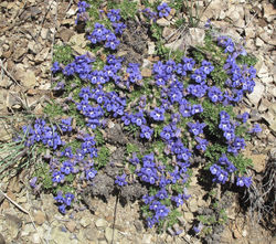 Aptosimum-procumbens-31-