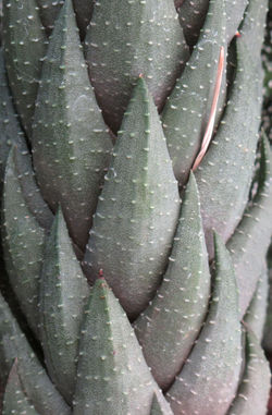 Haworthia coarctata coarcta 2 