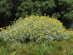 Helichrysum dasyanthum 15
