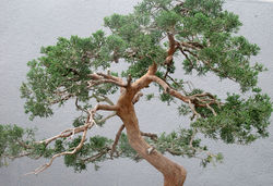 Juniperus chinensis sargentii 13