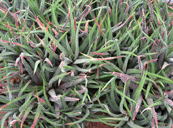 Haworthia attenuata attenuata 1