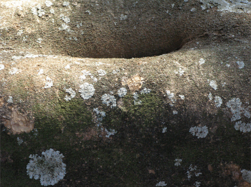 Thumbnail: Tree Walks