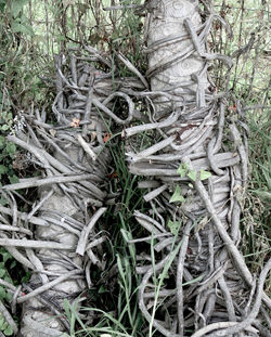 Monstera deliciosa 11