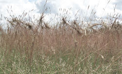 Heteropogon contortus 3