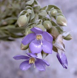 Orphium frutescens 32