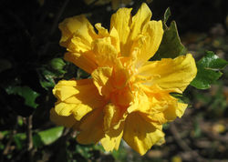 Hibiscus rosa-sinensis 61