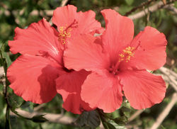 Hibiscus rosa sinensisq1