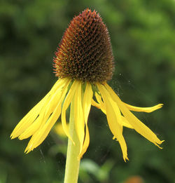 Rudbeckia scabrifolia 10