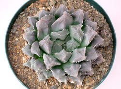 Haworthia cooperi cooperi 3
