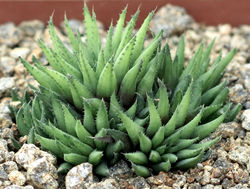 Haworthia chlorantha 2