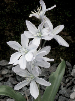 Scilla mischtschenkoana 2 