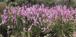 Watsonia pyramidata 1 