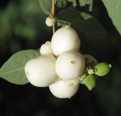 Symphoricarpos albus 22 