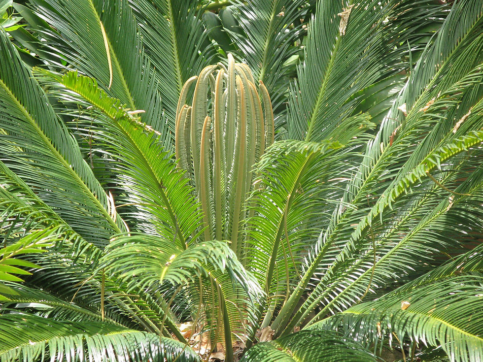 Thumbnail: Fletchlings