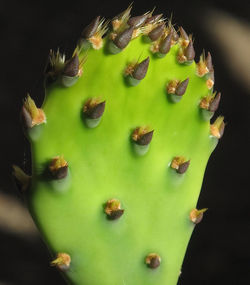 Opuntia dilenni 5