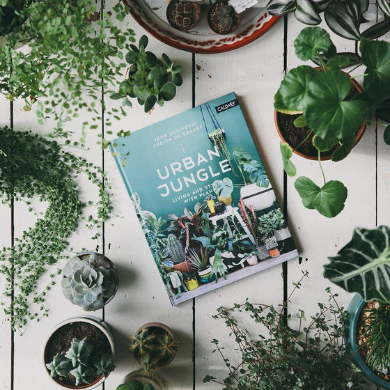 Urban Jungle: conviviendo y decorando con plantas