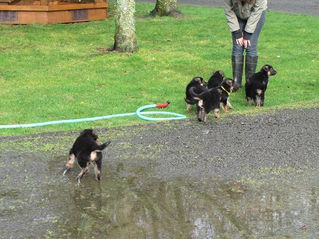 Bringing Home a Flood Farm Puppy
