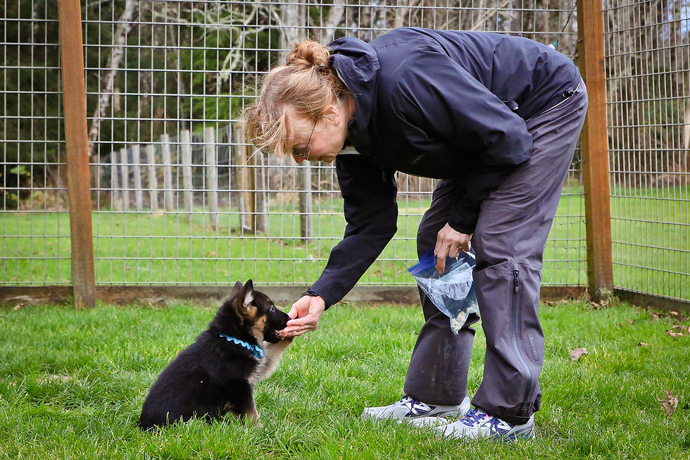 "Teal" shows us he can Sit.