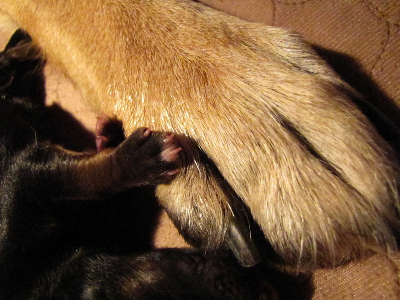 Lena- January 2016 Puppies