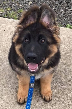 German Shepherd on Leash