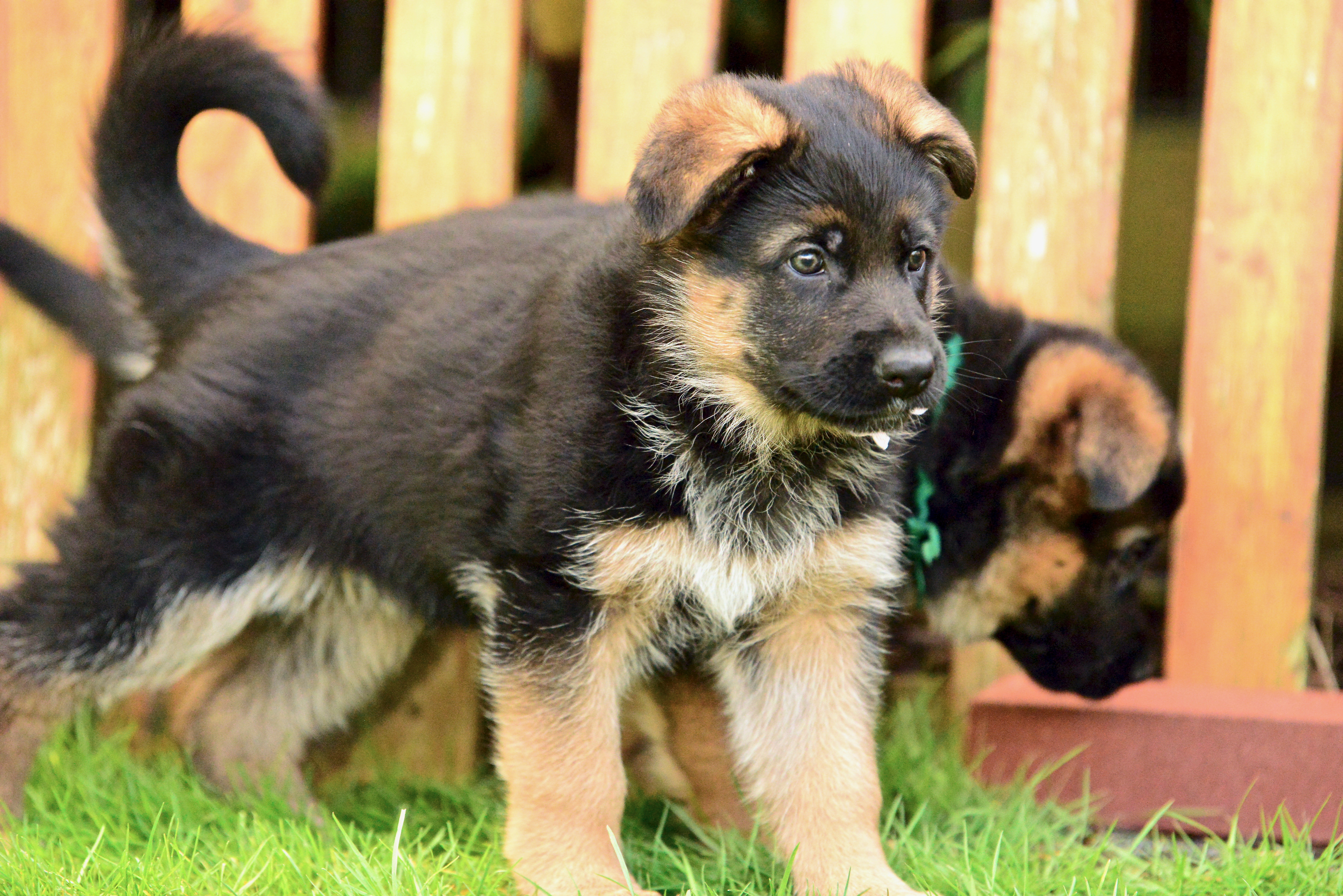 golden ridge farm german shepherds golden ridge farm german shepherds