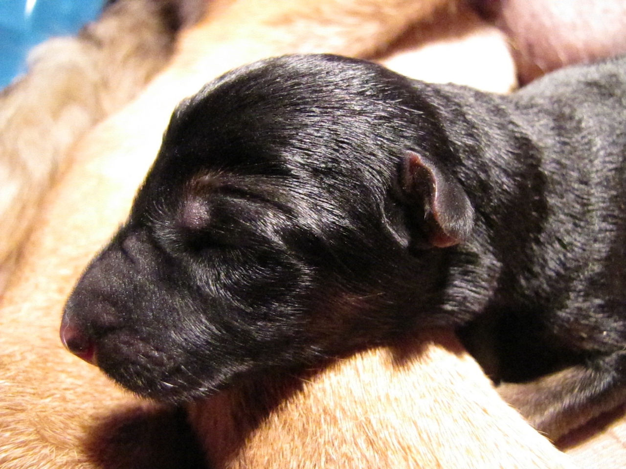Lena- January 2016 Puppies