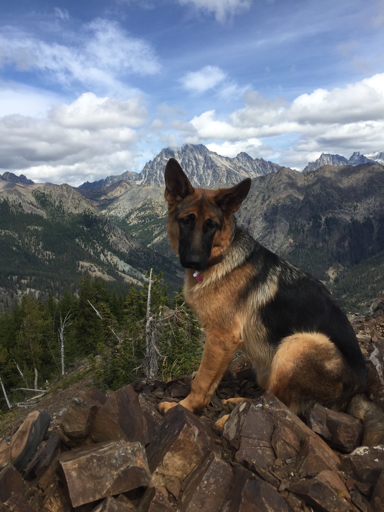 Zoe the Hiking Dog