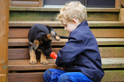 German Shepherd Puppy with Boy