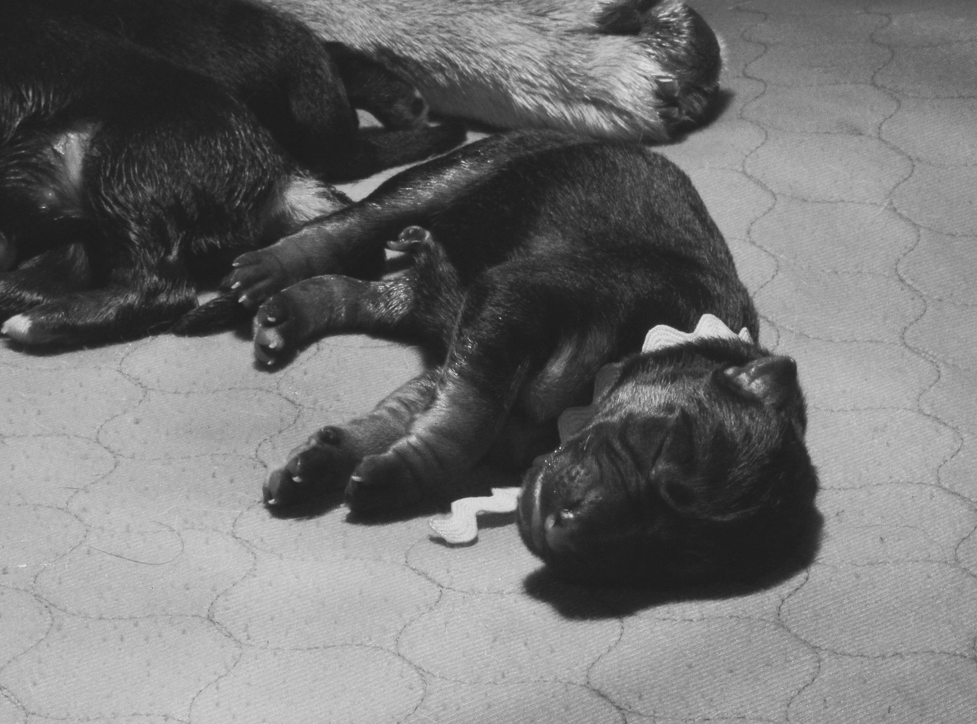 Lena- January 2016 Puppies