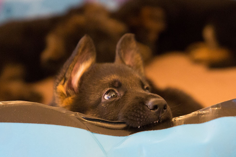 Puppy resting head on the edge of a blue plastic pool. Background is blurred. Playful and curious expression.