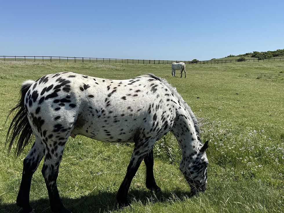 Volunteer Day with Solano Land Trust