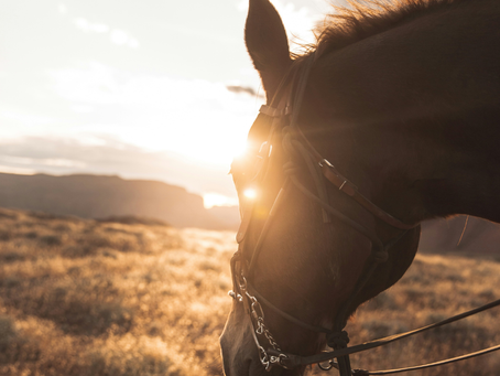 Contribution of the Patient-Horse Relationship to Substance Use Disorder Treatment