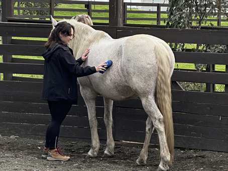 Volunteer Spotlight: Gratitude for Our Intern 