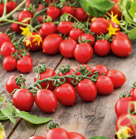 Tomato GRAPPOLI D'INVERNO