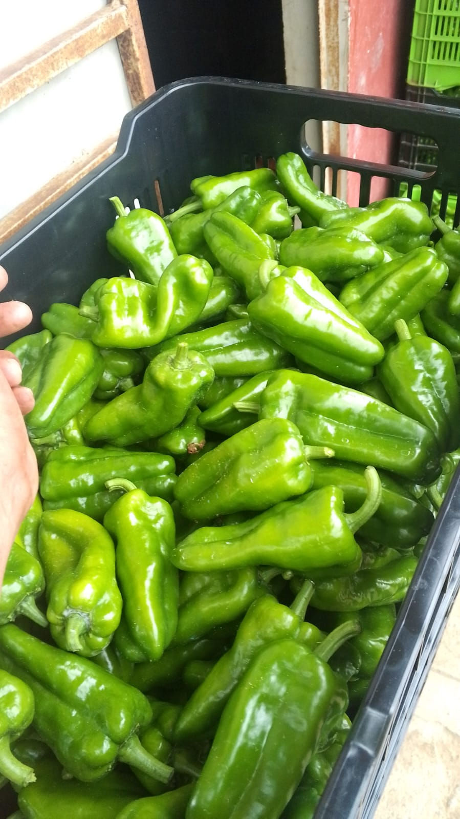 Thumbnail: Sweet Pepper F1 Blue Star