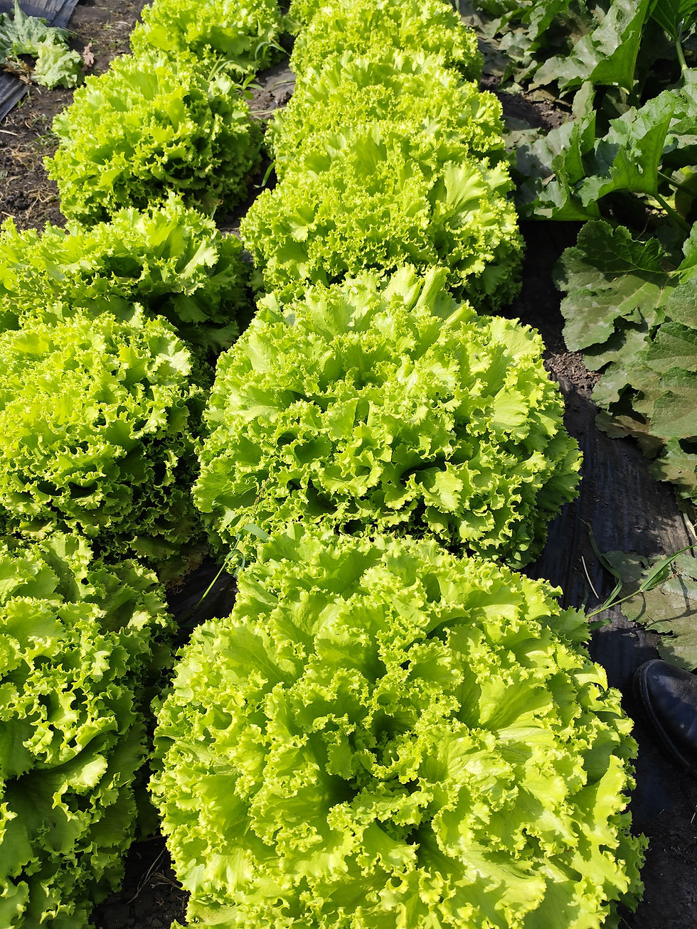 Thumbnail: Lettuce Verdana