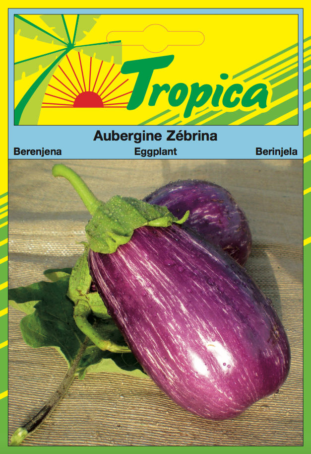 Eggplant Zebrina