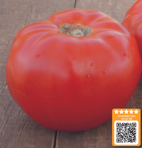 Tomato Rodeo 84 F1 Seeds | High Yield & TYLCV Resistant