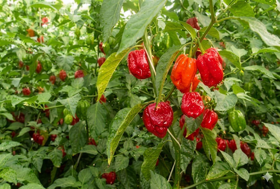 Thumbnail: Hot Pepper F1 Burning Red