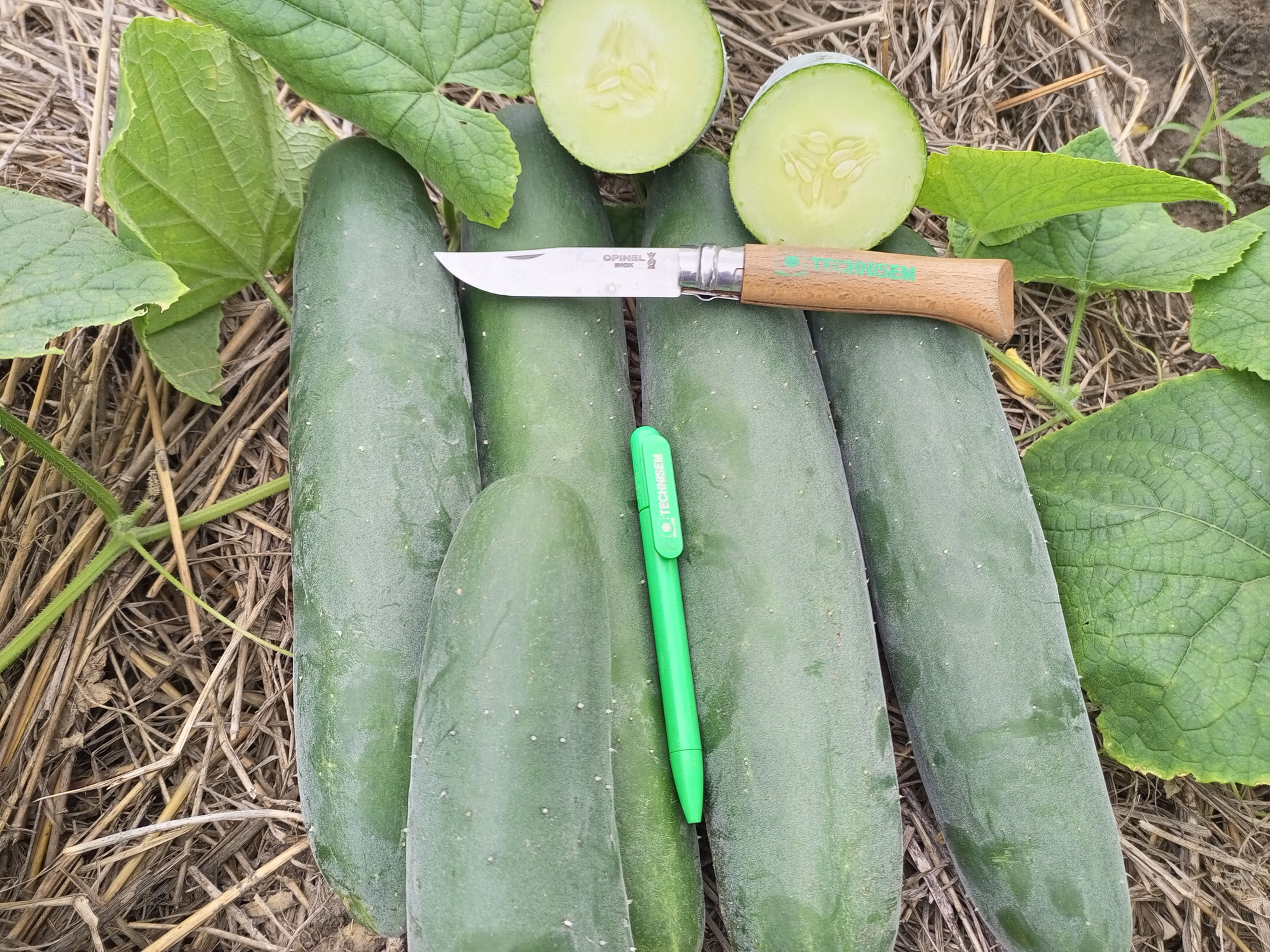 Cucumber F1 Tanaga